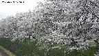 ochiai1-20250423125017.jpg