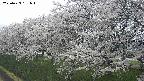 ochiai1-20250423131018.jpg