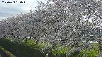 ochiai1-20250423164015.jpg