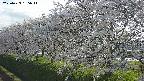 ochiai1-20250423165015.jpg