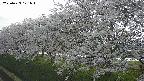 ochiai1-20250423171016.jpg