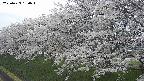 ochiai1-20250423180017.jpg