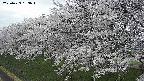 ochiai1-20250423183017.jpg