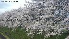 ochiai1-20250424052016.jpg