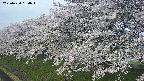 ochiai1-20250424060017.jpg