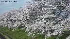 ochiai1-20250424063015.jpg