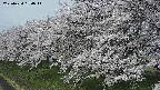 ochiai1-20250424090017.jpg