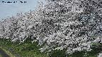 ochiai1-20250424092018.jpg