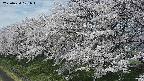 ochiai1-20250424101019.jpg