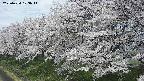 ochiai1-20250424103017.jpg