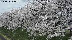 ochiai1-20250424105017.jpg