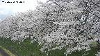 ochiai1-20250424110015.jpg