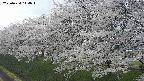 ochiai1-20250424114016.jpg