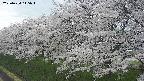 ochiai1-20250424115021.jpg