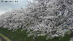 ochiai1-20250424121021.jpg