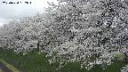 ochiai1-20250424132015.jpg
