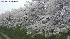 ochiai1-20250424140016.jpg