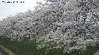 ochiai1-20250424141019.jpg