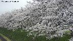 ochiai1-20250424144016.jpg