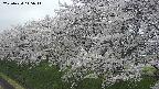 ochiai1-20250424145016.jpg