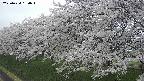 ochiai1-20250424150017.jpg