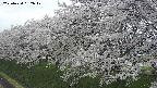 ochiai1-20250424152019.jpg