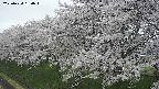 ochiai1-20250424160016.jpg