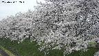 ochiai1-20250424162016.jpg