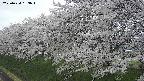 ochiai1-20250424163015.jpg