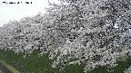 ochiai1-20250424165017.jpg