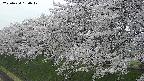ochiai1-20250424180019.jpg