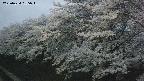 ochiai1-20250424185017.jpg