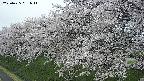 ochiai1-20250425051016.jpg