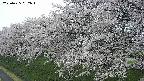 ochiai1-20250425052017.jpg