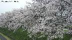 ochiai1-20250425053019.jpg