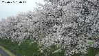 ochiai1-20250425054016.jpg