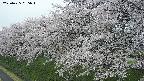 ochiai1-20250425055017.jpg