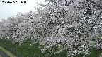 ochiai1-20250425061015.jpg