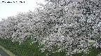 ochiai1-20250425062017.jpg