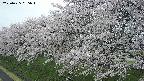 ochiai1-20250425065017.jpg
