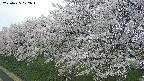 ochiai1-20250425072017.jpg