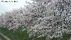 ochiai1-20250425073017.jpg