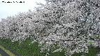 ochiai1-20250425074016.jpg