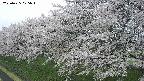 ochiai1-20250425075018.jpg