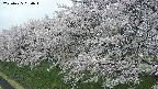 ochiai1-20250425080018.jpg