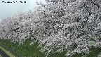 ochiai1-20250425082016.jpg