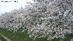 ochiai1-20250425083017.jpg
