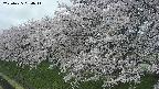 ochiai1-20250425084015.jpg