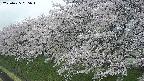 ochiai1-20250425085015.jpg