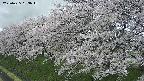 ochiai1-20250425093017.jpg